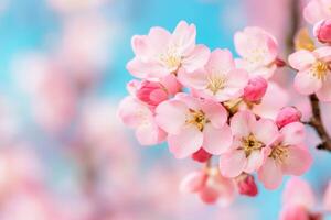 Delicate Pink Cherry Blossoms in Springtime A Natures Embrace photo