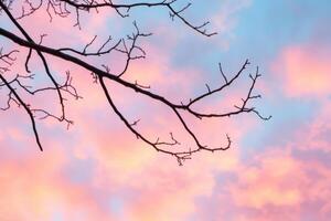 Serene Pastel Sunset with Bare Branches A Captivating Sky Display photo