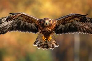 Majestic Raptor in Flight A Stunning Aerial View of a Powerful Bird photo