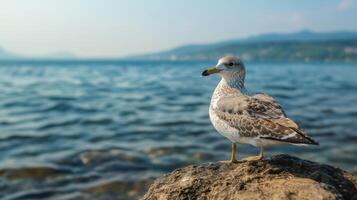 Majestic Seagull on a Coastal Rock, A Peaceful Moment by the Sea photo