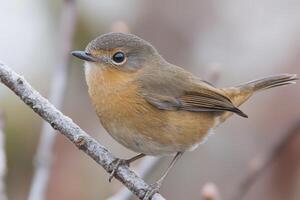 of a Small, Perched Bird with Beautiful Feathered Detail photo