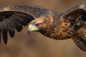 Majestic Golden Eagle in Flight A Stunning of Natures Power photo