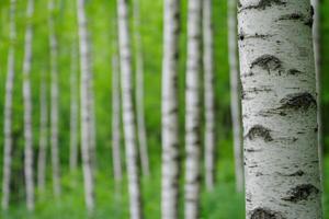 Serene Birch Forest in Springtime A Nature Photography Masterpiece photo