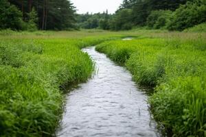 Serene Creek Winding Through Lush Green Meadow photo