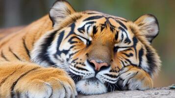 Majestic Tiger Taking a Peaceful Nap in the Wild photo
