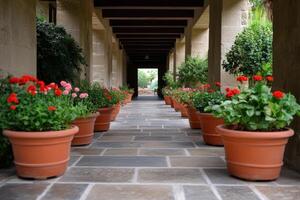 A Serene Pathway Lined with Vibrant Flowers in Terracotta Pots photo