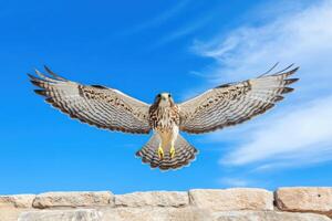 Majestic Hawk Soaring Through a Cloud Kissed Sky photo