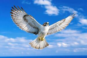 Majestic Falcon in Flight Against a Stunning Sky photo