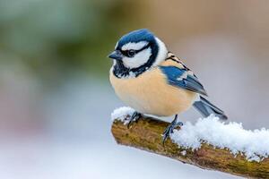 A Vibrant Winter Bird Perched on a Snowy Branch photo