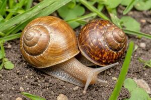 Two Snails on the Ground in Nature photo
