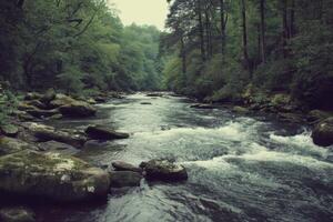 Serene Forest River Landscape Tranquil Nature Photography photo