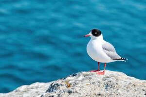 Majestic Seagull on Coastal Rock, Ocean View photo