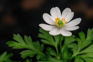 Delicate White Flower in , Nature's Exquisite Beauty photo