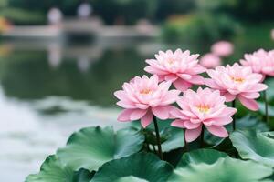Serene Pink Lotus Blossoms in a Tranquil Pond Garden photo