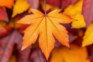 Autumnal Maple Leaf A Burst of Vibrant Fall Color photo
