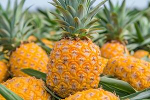 of Fresh Pineapples in a Plantation, Vibrant Tropical Fruit photo