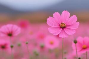 Stunning Pink Cosmos Field A Vibrant Floral Display photo