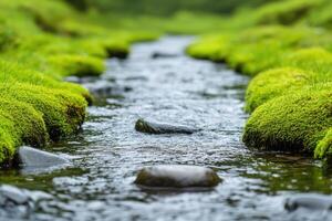 Serene Creek with Lush Mossy Banks photo
