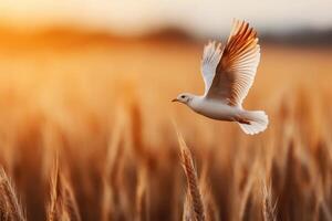 Majestic Seagull Soaring Above a Golden Wheat Field at Sunset photo