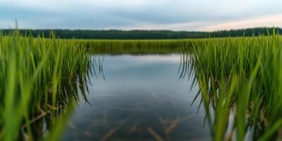 Serene Waterway Reflections in a Lush Green Field photo