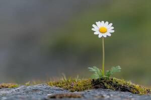Resilient White Flower on a Rock photo