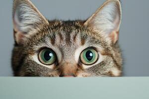 Intriguing Cat's Gaze A of Curiosity photo