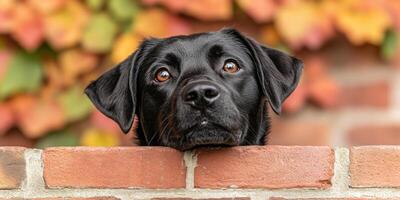 Black Labrador Dog by Brick Wall in Autumn photo