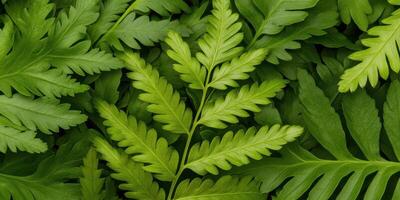 of Lush Green Fern Leaves A Vibrant Botanical Detail photo