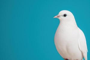 Serene White Dove A Symbol of Peace and Purity. This stunning captures the bird's delicate feathers and tranquil expression against a vibrant blue backdrop, evoking feelings of hope and serenity. photo