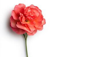 Coral Rose Bloom A of Delicate Petals on White Background. A vibrant, elegant floral image perfect for nature lovers, romantic d photo