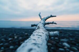 Driftwood on the Beach at Sunset A Serene Seascape. The tranquil scene captures the beauty of nature, with a weathered log resting photo