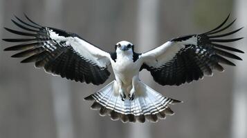 Majestic Black and White Bird in Flight Stunning Wildlife Photography A breathtaking image showcasing the power and elegance of photo