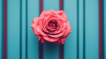 of a Pink Rose Against a Teal and Burgundy Striped Background A Stunning Display of Natural Beauty and Vibrant Color. Perfect for photo