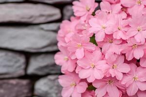 view of a cluster of delicate, light pink flowers, beautifully blooming against a backdrop of gray stones. The image showcases the photo