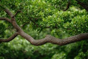 View of a Tree Branch with Lush Green Foliage A Captivating Image Showcasing the Beauty of Nature, Perfect for Nature Lovers and E photo