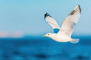 Majestic Seagull in Flight over the Ocean A Stunning Display of Grace and Freedom. The bird's white feathers contrast beautifully photo