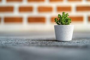 Small Green Succulent in a White Pot on a Grey Surface with a Brick Wall Background. Minimalist Home Decor, Simple Nature Photogra photo