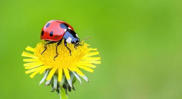 Ladybug on Dandelion A Stunning Macro Photograph of a Ladybug Resting on a Bright Yellow Dandelion Flower Against a Vibrant Green photo