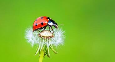 Ladybug on Dandelion A Stunning Macro Photograph of a Ladybug Resting on a Delicate Dandelion Flower Against a Vibrant Green Back photo