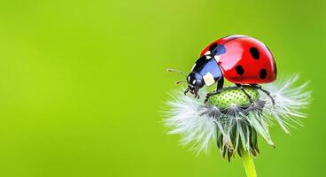 Ladybug on Dandelion A Stunning Macro Photograph of a Ladybug Resting on a Dandelion's Seed Head. The Vibrant Colors and Intricate photo