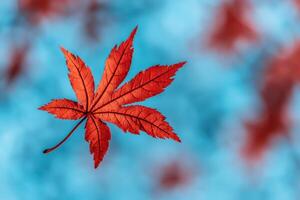 A Captivating of a Single Red Maple Leaf Against a Dreamy Blue and Red Bokeh Background. The Image Showcases the Intricate Detail photo