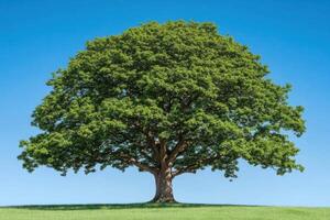 Majestic Tree on a Green Field under a Blue Sky A Stunning Nature Landscape Photograph. This serene image evokes feelings of peace photo