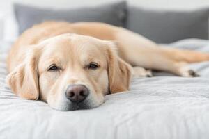 Adorable Golden Retriever Puppy Sleeping Peacefully on a Cozy Bed. A heartwarming image of a fluffy canine enjoying a relaxing nap photo