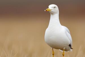 Majestic White Seagull in a Grassy Meadow A Stunning Wildlife Portrait. This breathtaking image captures the serene beauty of a se photo