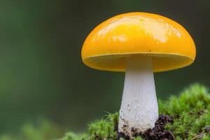 Vibrant Yellow Mushroom in Mossy Forest A Macro Photograph of a Striking Fungus in its Natural Habitat, Showcasing the Intricate photo