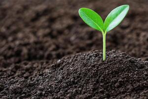 A Tiny Sprout Emerges from the Earth Witnessing the Beauty of New Life and Growth in Nature. A Symbol of Hope, Renewal, and the Ci photo
