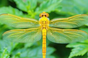 view of a vibrant yellow dragonfly with intricate, detailed wings against a lush green background. The image showcases the beauty photo
