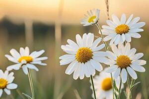 Stunning of Daisies in a Field at Golden Hour. The image showcases the delicate beauty of wildflowers in bloom, bathed in warm su photo