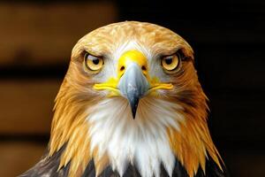 Majestic Golden Eagle Intense Gaze, Portrait of a Wild Bird of Prey. A stunning display of nature's power and beauty. The eagle photo