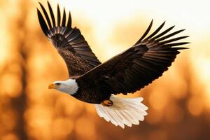 Majestic Bald Eagle in Flight at Golden Hour A breathtaking wildlife photograph capturing the power and freedom of this American n photo